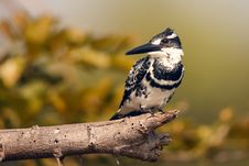 Pied Kingfisher Stock Photography Pied Kingfisher Stock Photography