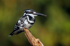Pied Kingfisher Stock Photo Pied Kingfisher Stock Photo