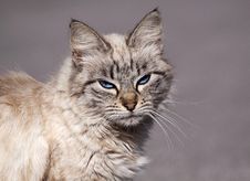 Morose Tabby Cat Royalty Free Stock Photo