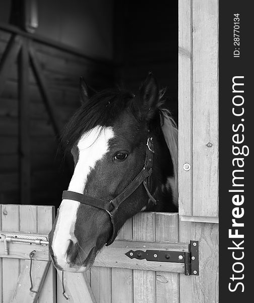 A thoroughbred horse is looking through the window of a livery stable monochrome. A thoroughbred horse is looking through the window of a livery stable monochrome