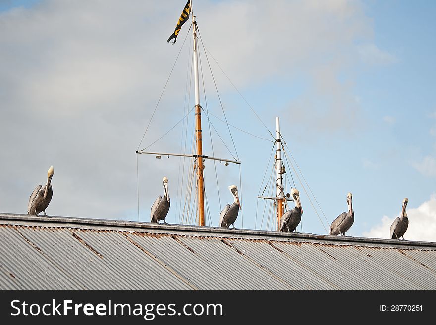 Six Brown Pelicans sitting all a row on a roof over the marina. Six Brown Pelicans sitting all a row on a roof over the marina.