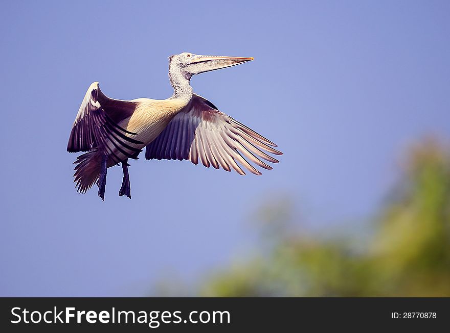 Aquatic bird with wings outstretched, about to land. Aquatic bird with wings outstretched, about to land