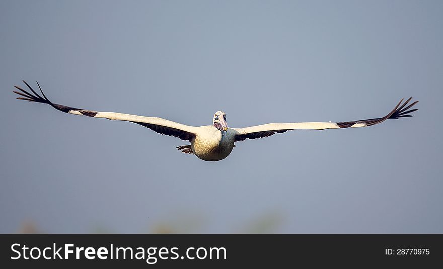 Aquatic bird with wings outstretched, about to land. Aquatic bird with wings outstretched, about to land