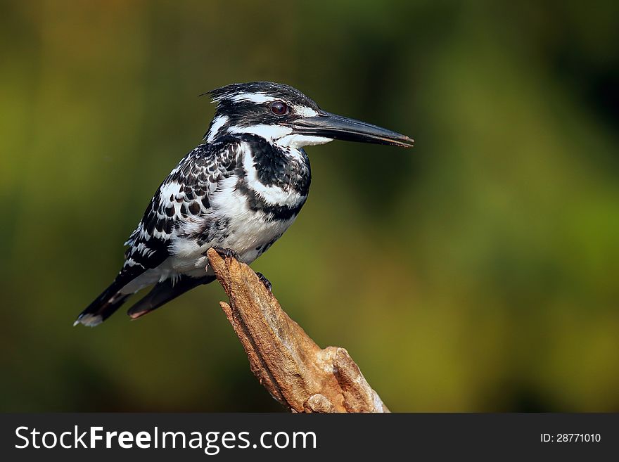 Closeup of a Black and white kingfisher on a branch. Closeup of a Black and white kingfisher on a branch