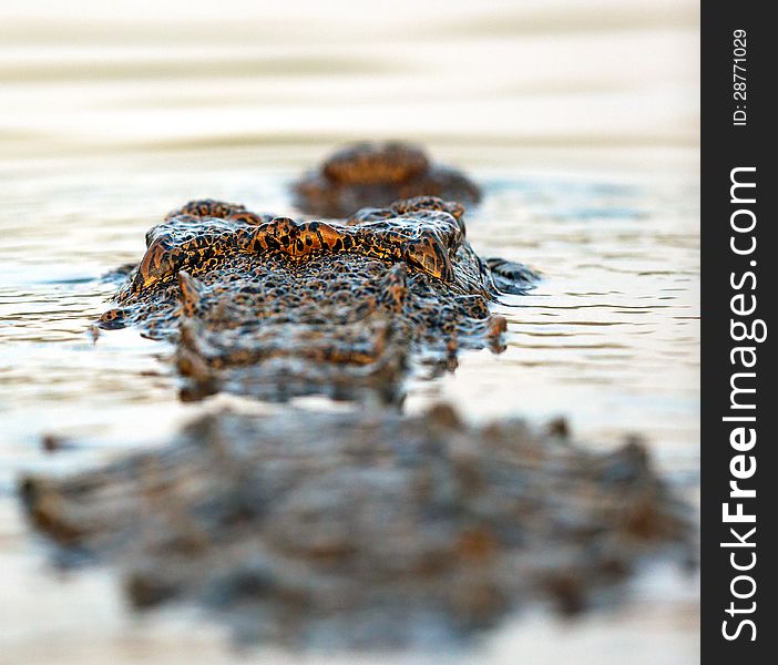 Got this low shot when a croc decided to swim ahead of the boat quite close to us. Got this low shot when a croc decided to swim ahead of the boat quite close to us.