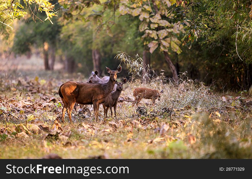 A family of sambar deer looking at us. A family of sambar deer looking at us