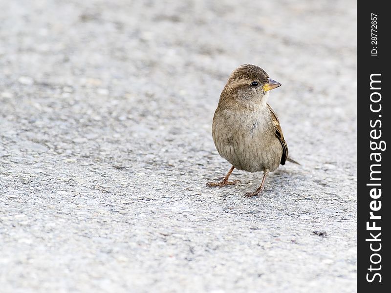 Very nice little sparrow in my city