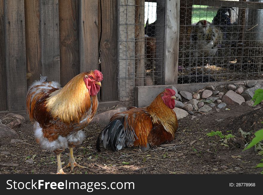 A Pair of Chickens hanging out