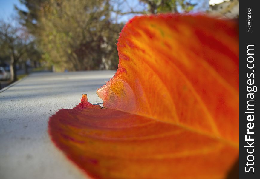 Close-up of a single orange red Baltts blurry Park backdrop. Close-up of a single orange red Baltts blurry Park backdrop