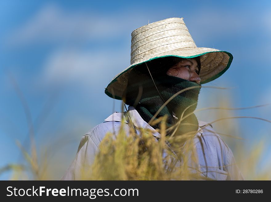 Female rice farm worker against blue sky. Female rice farm worker against blue sky