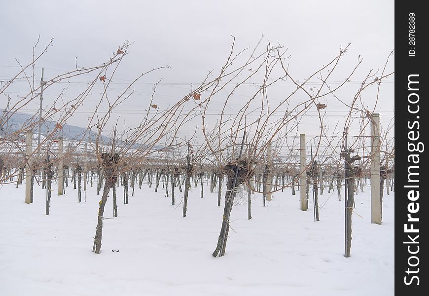 A vineyard in Lower Austria in the Winter time. The photo was taken in PfaffstÃ¤tten, Lower Austria. A vineyard in Lower Austria in the Winter time. The photo was taken in PfaffstÃ¤tten, Lower Austria.