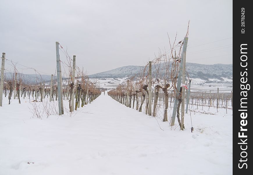 A vineyard in Lower Austria in the Winter time. The photo was taken in Pfaffstätten, Lower Austria. A vineyard in Lower Austria in the Winter time. The photo was taken in Pfaffstätten, Lower Austria.