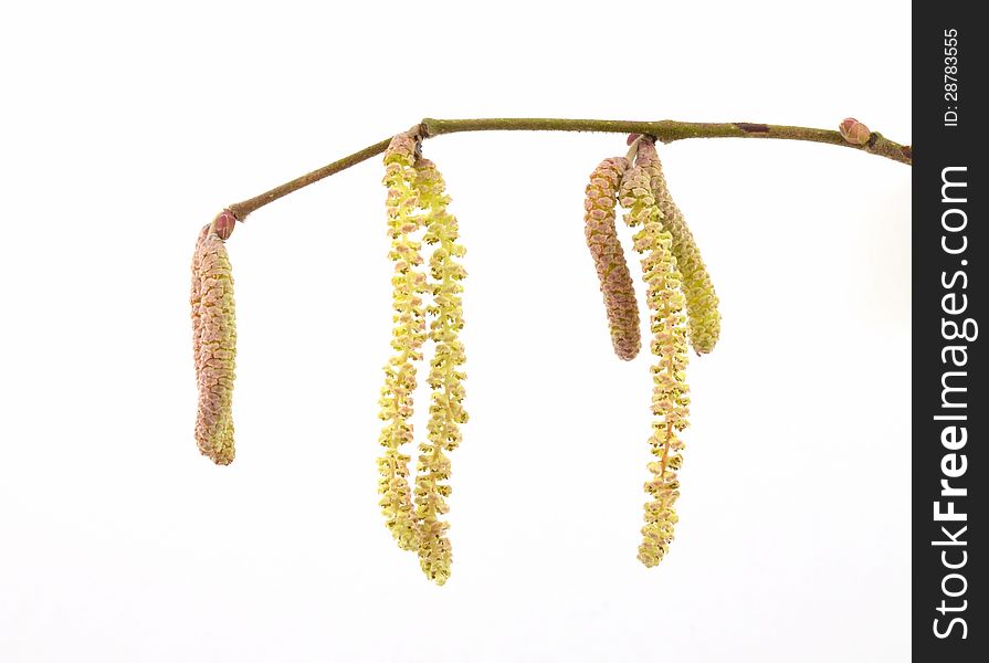 Catkins hanging from branch isolated on white background