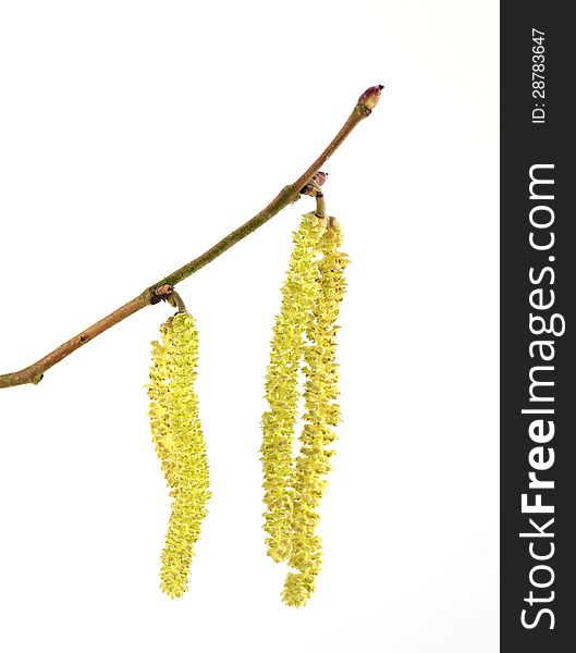 Branch from a Hazel tree with yellow catkins. Branch from a Hazel tree with yellow catkins