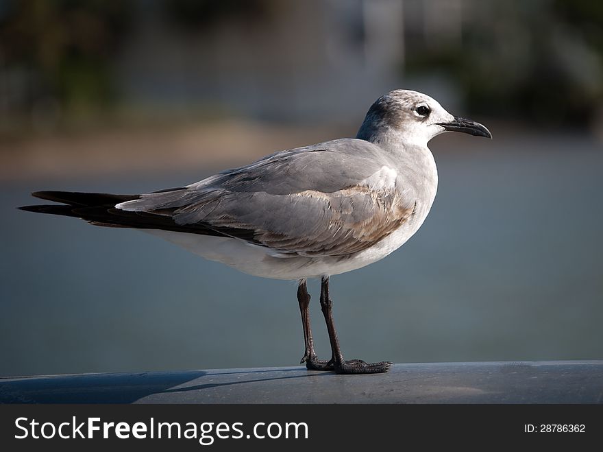 One seagull purched on a rail in Key West, Florida.