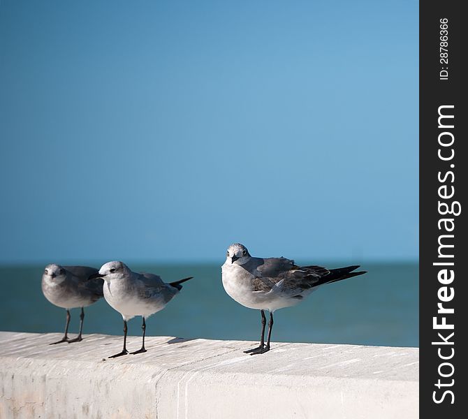Three seagulls perched on the pier with blue sky background.