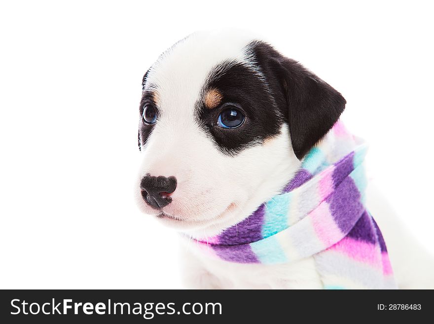 Dog With A Scarf