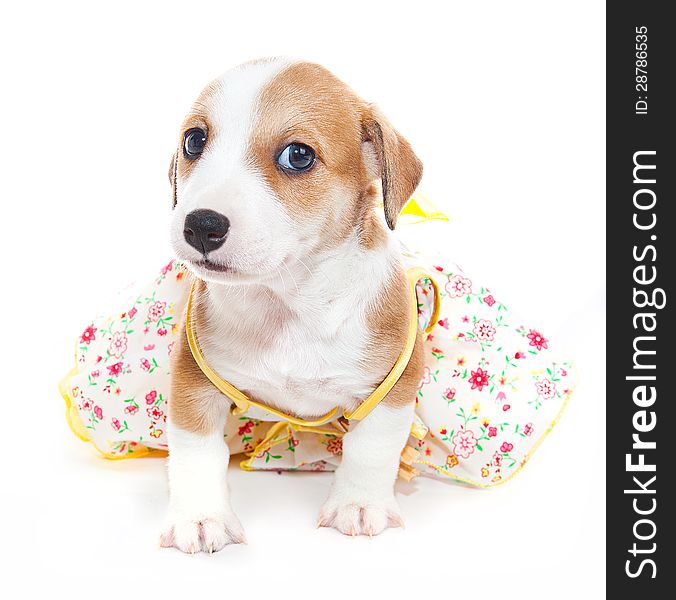 Jack Russell Terrier In A Dress