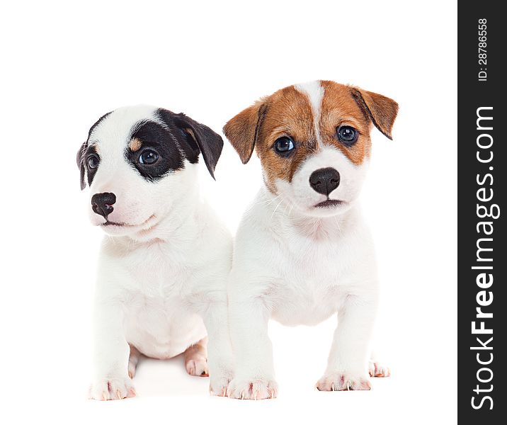 Puppies 2 months old, sitting in front of white background. Puppies 2 months old, sitting in front of white background
