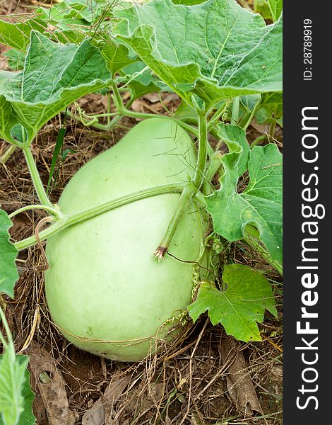 Fresh Calabash in an agricultural, thailand