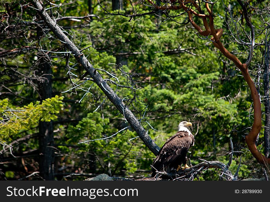 Bald eagle sitting in a tree in the forest. Bald eagle sitting in a tree in the forest