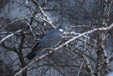 A Wild Pigeon Sits On A Branch In Winter Royalty Free Stock Image