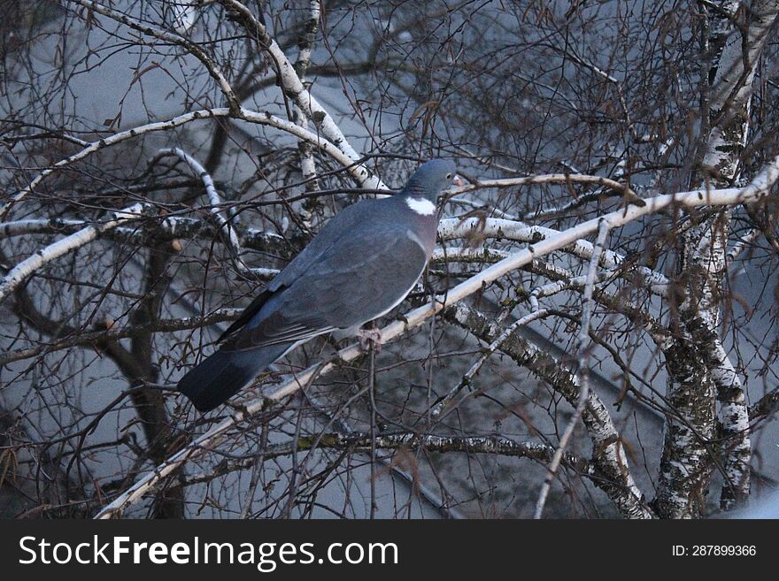 A wild pigeon sits on a branch in winter