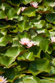Beautiful Water Lily In A Park Stock Image Beautiful Water Lily In A Park Stock Image