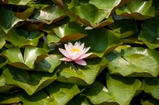 Water Lily On Green Leaf Background Stock Photos Water Lily On Green Leaf Background Stock Photos