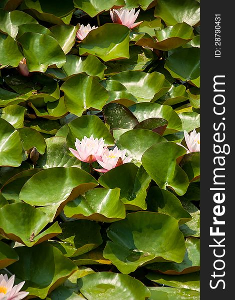 Beautiful lily flowers with green leafs background in a lake. Beautiful lily flowers with green leafs background in a lake