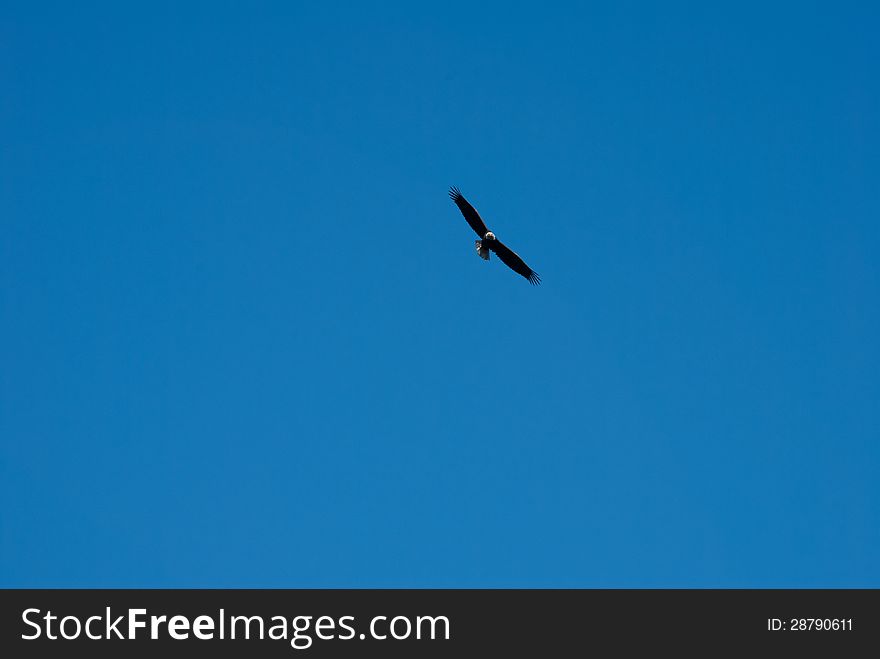 Large powerful eagle soaring high in the blue skies. Large powerful eagle soaring high in the blue skies