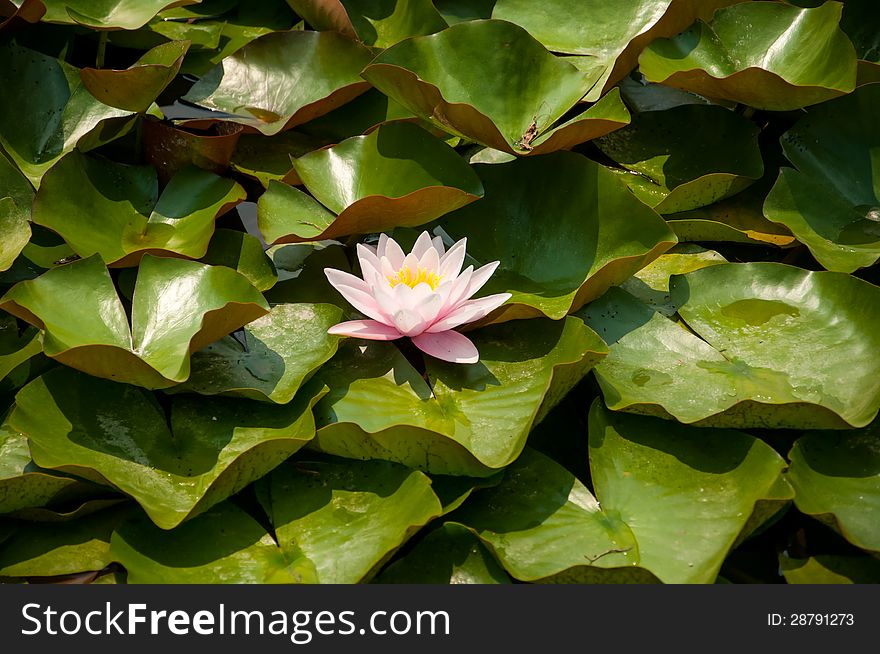 Water lily on green leaf background
