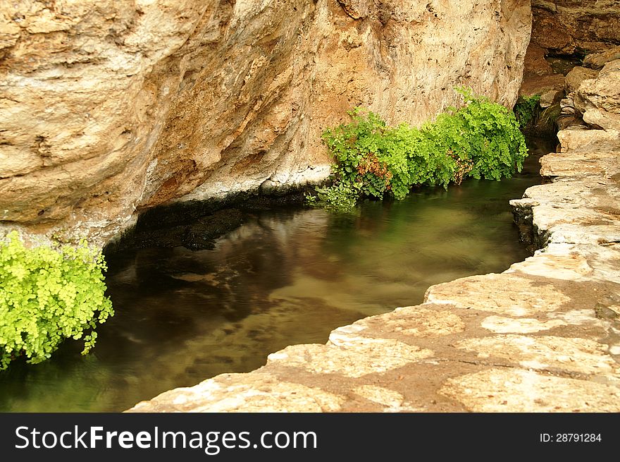 Plants clinging to rocks above a spring. Plants clinging to rocks above a spring
