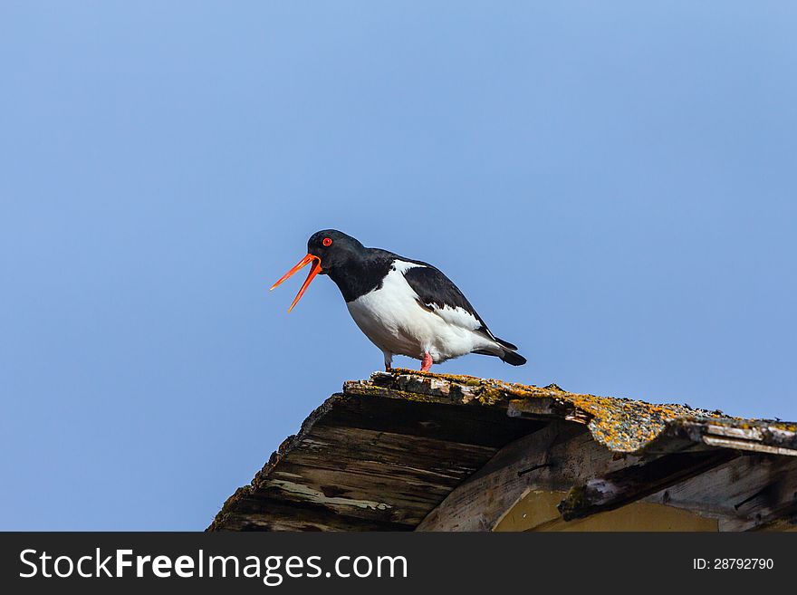 Oystercatcher