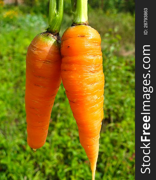 A Pair Of Pulled Out Carrots