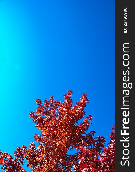 A beautiful Red Maple in the Fall Season with a bright blue sky behind it. A beautiful Red Maple in the Fall Season with a bright blue sky behind it.