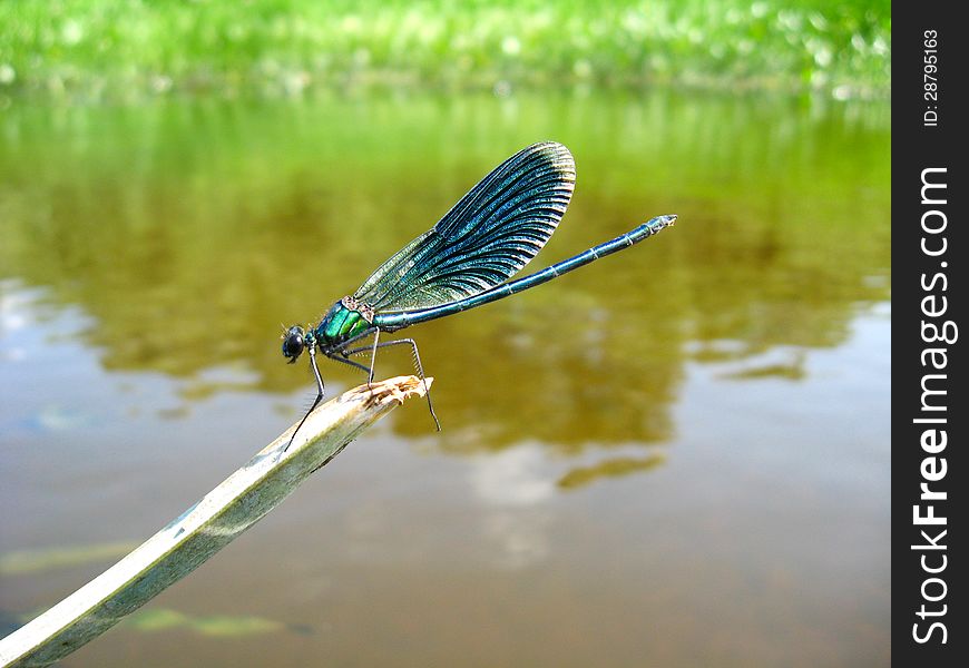 Blue dragonfly sitting on a stick above water. Blue dragonfly sitting on a stick above water