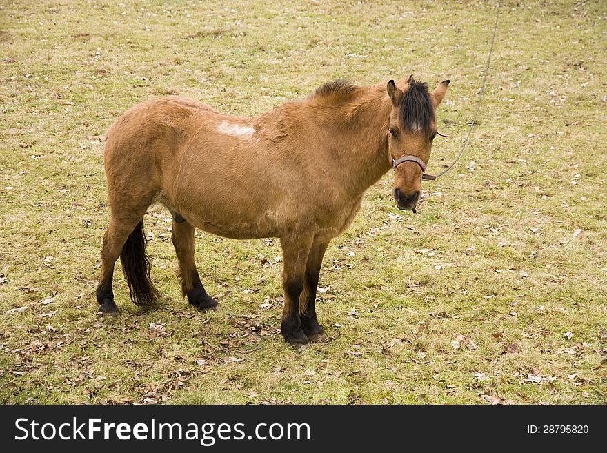 Brown horse standing in a pasture with a leash