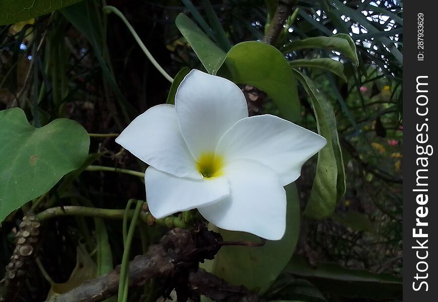 A species of flower unique to Sri Lanka is known as Vatu Sudda