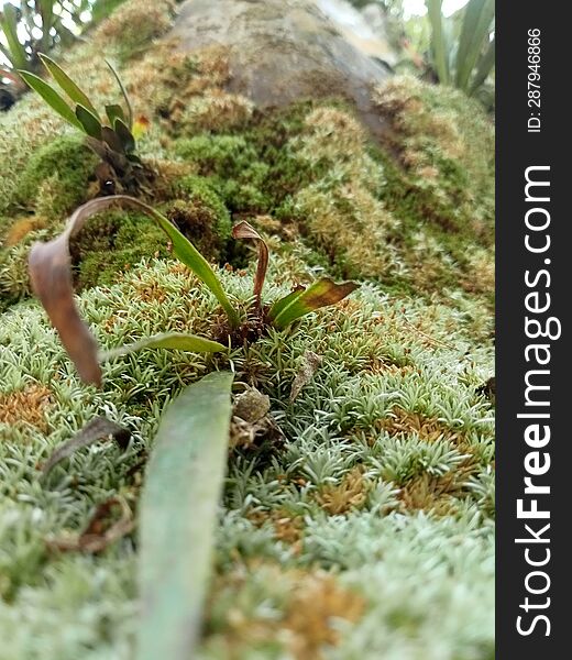 green moss plant that lives and attaches to its host