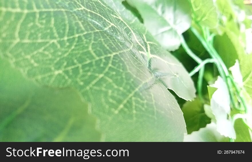 Image Of A Bright Green Leaf Shaped Like A Heart