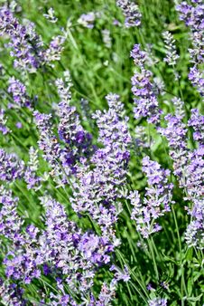 Lavender Royalty Free Stock Photos Lavender Royalty Free Stock Photos