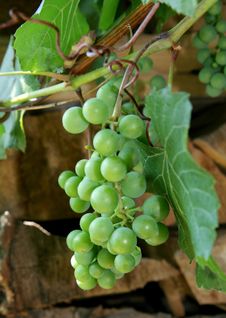 Green Grape Royalty Free Stock Photo