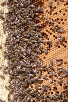 Working Bees Royalty Free Stock Photos Working Bees Royalty Free Stock Photos