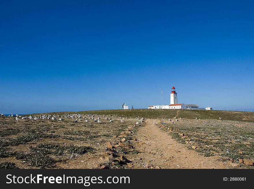 Seagulls in blue ocean with far away Lighthouse. Seagulls in blue ocean with far away Lighthouse.