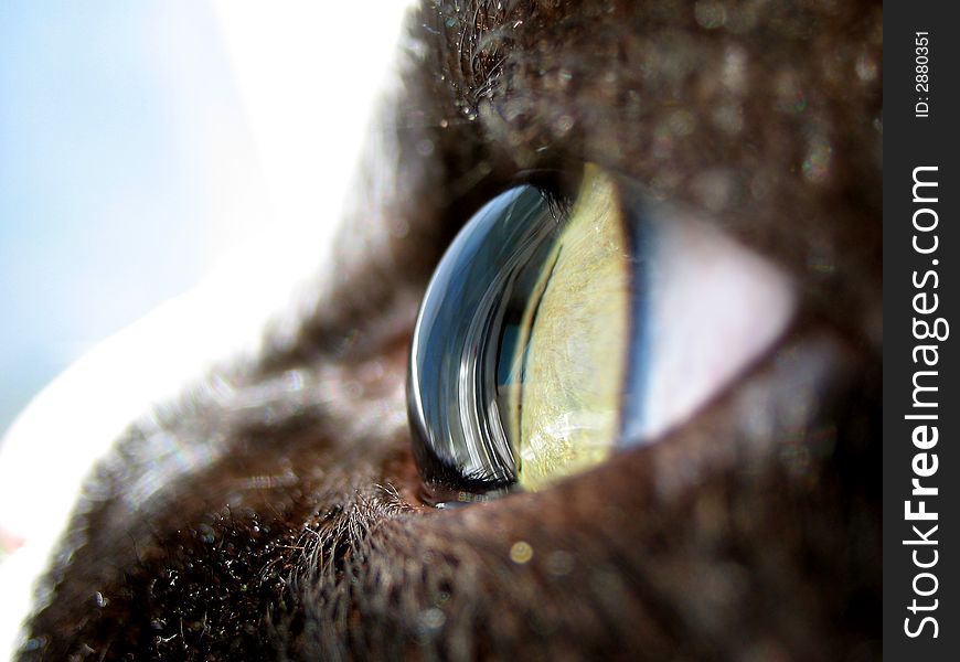 macro feline eye from the side. macro feline eye from the side