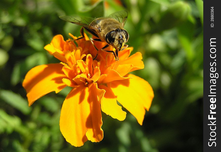 Yellow cornflower with workign bee