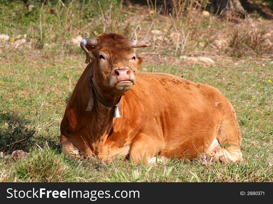 Cow with horns sitting down wearing bell. Cow with horns sitting down wearing bell