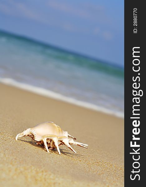 View of lonely nice shell on empty sandy beach. View of lonely nice shell on empty sandy beach