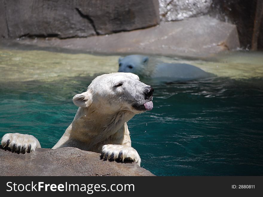 Polar Bear holding on to a rock ledge.